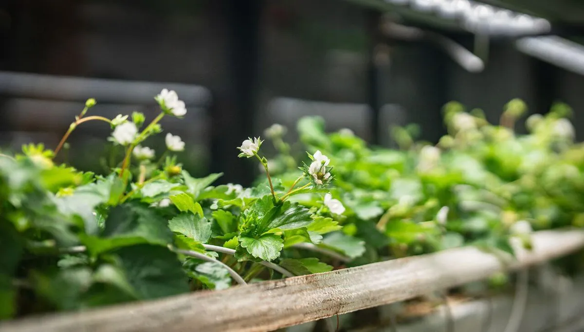 Can You Use Regular LED Lights to Grow Plants?