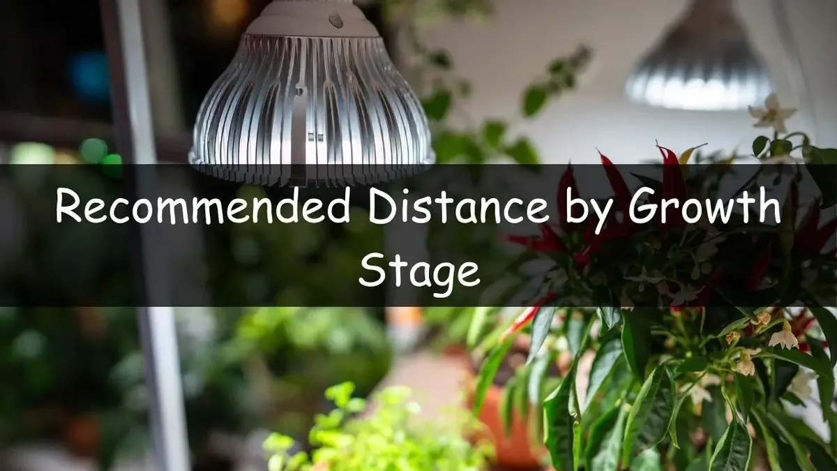 How Far Should LED Grow Lights Be From Plants