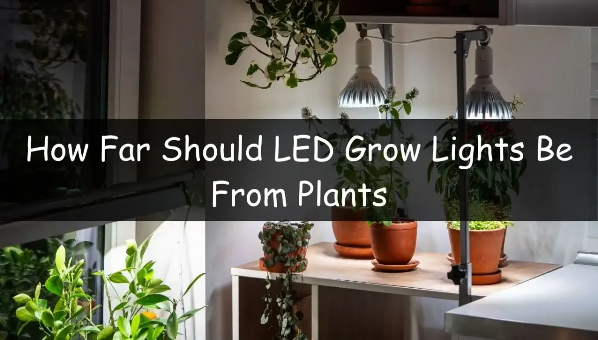 How Far Should LED Grow Lights Be From Plants